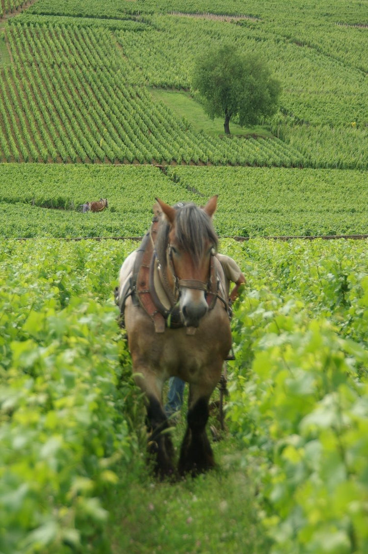 Domaine Poisot Père et Fils