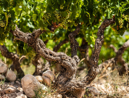 Vinos en Voz Baja 6 Flaschen-Paket